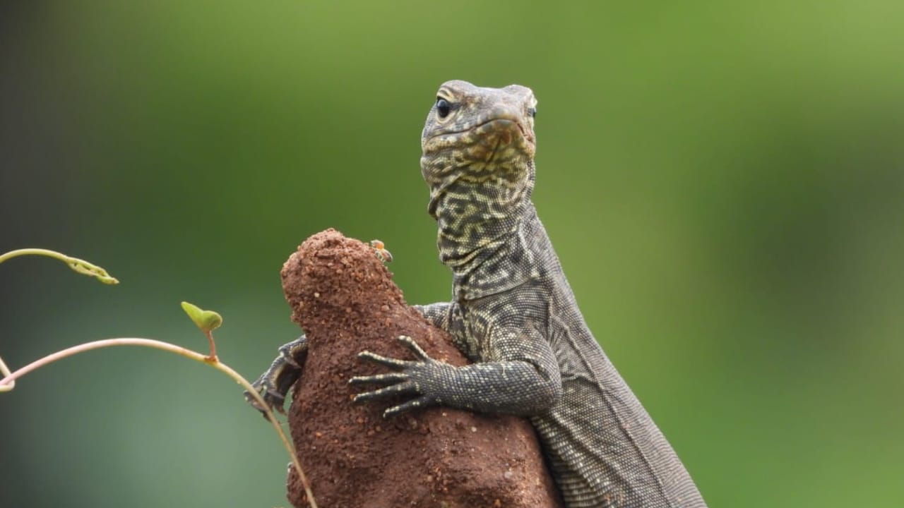Yala National Park Tour